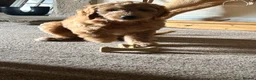 Goldendoodle dogs for sale: Outstanding F1 Standard GoldenDoodles - Advert 3