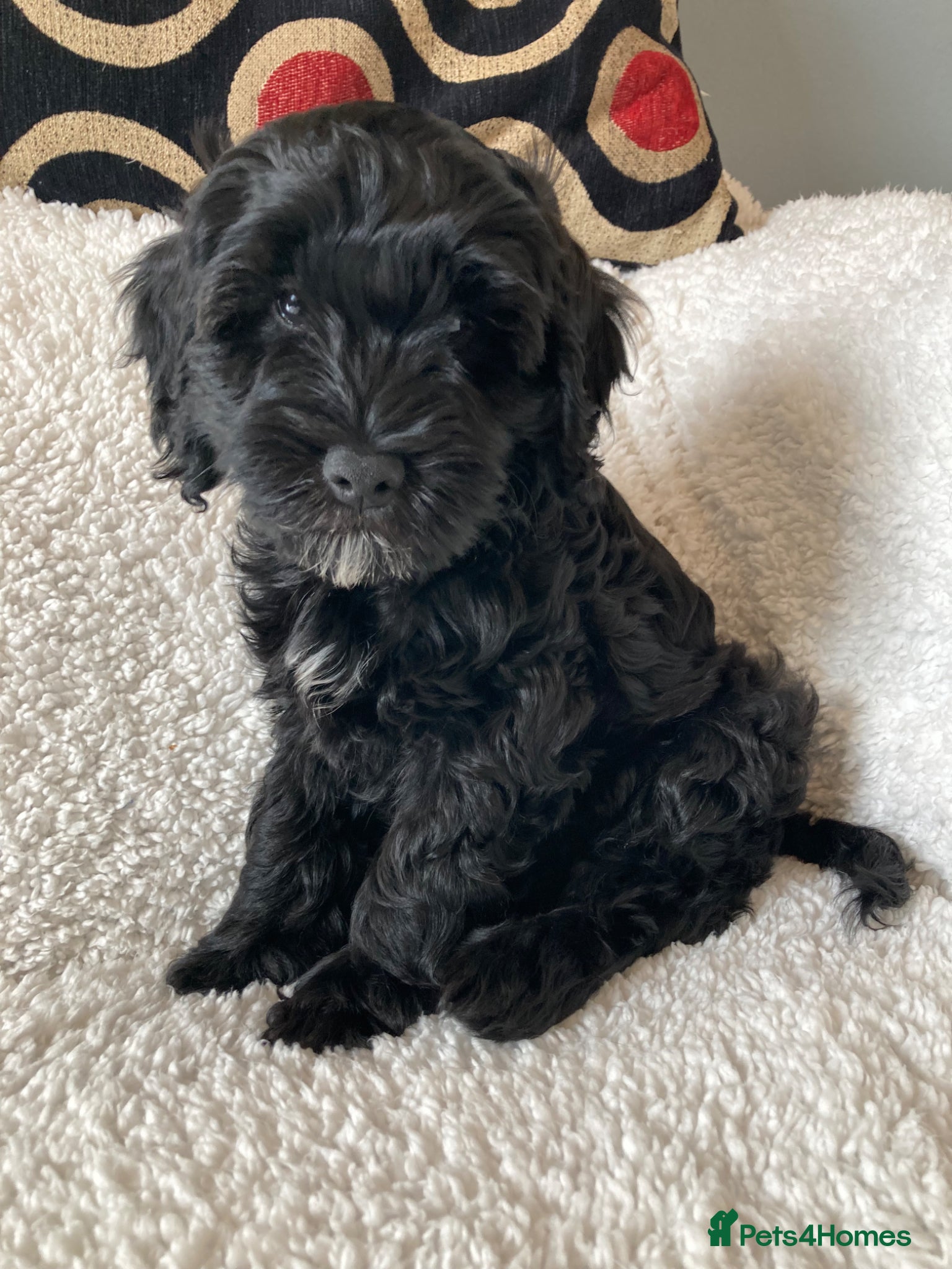 Mixed Breed dogs  One handsome boy ready for his new homes  - Advert 1