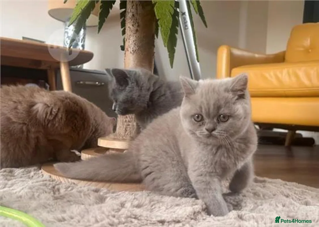 British Shorthair cats for adoption: British shorthair beautiful kittens - Advert 4