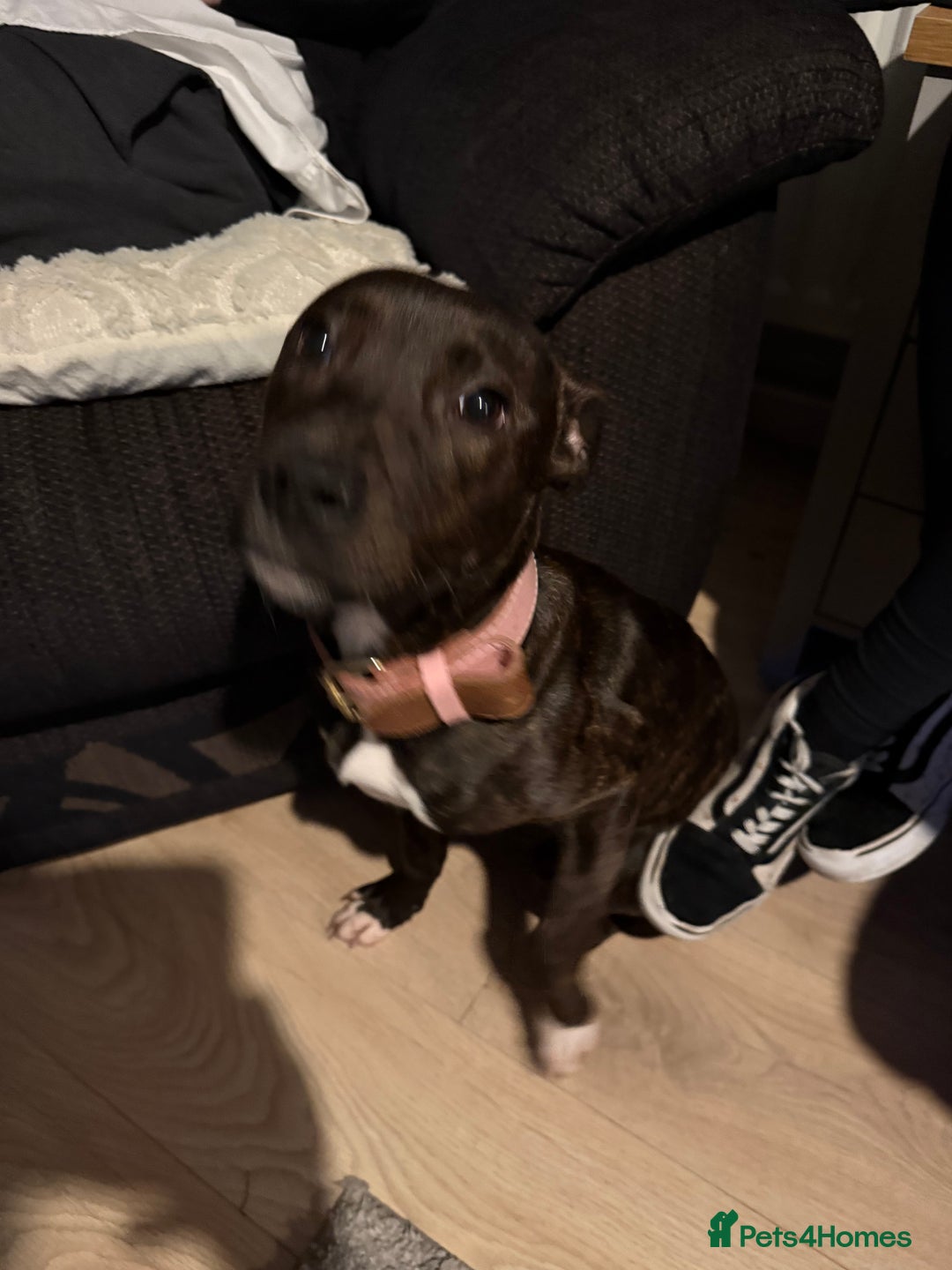 Staffordshire Bull Terrier dogs for sale: Little lady Nova - Advert 5