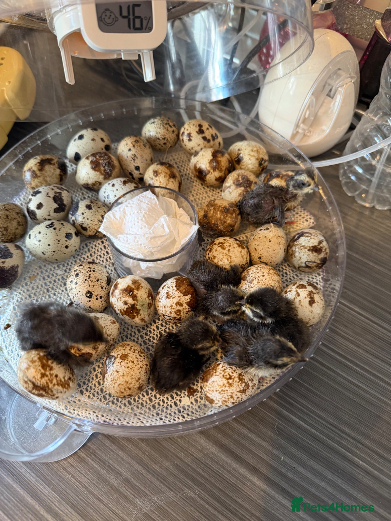 Quail poultry Coturnix Hatching eggs - Advert 1