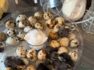 Quail poultry Coturnix Hatching eggs - Advert 1