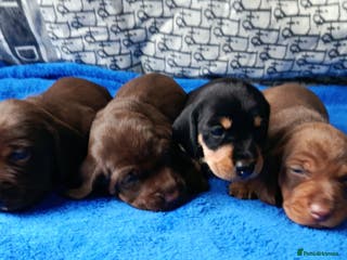 Dachshund dogs MINI WIRE DAXI KC REG LAFORA CLEAR - Advert 6