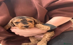 Cockapoo dogs for sale: F2 cockapoo puppies for sale  - Image 4