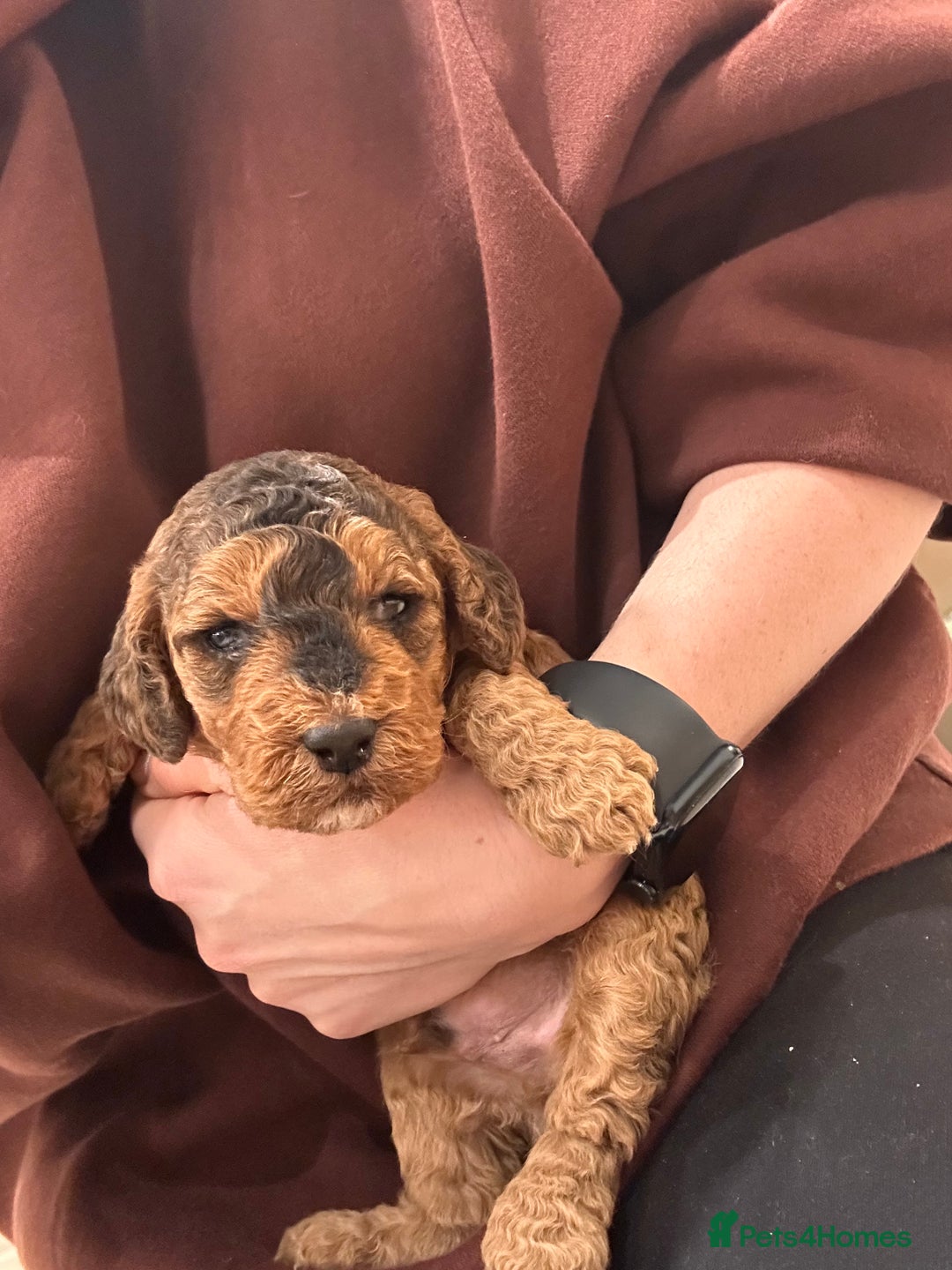 Cockapoo dogs for sale: F2 cockapoo puppies for sale  - Image 4