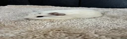 Guinea Pig rodents for sale: Stunning baby guinea pigs  - Advert 15