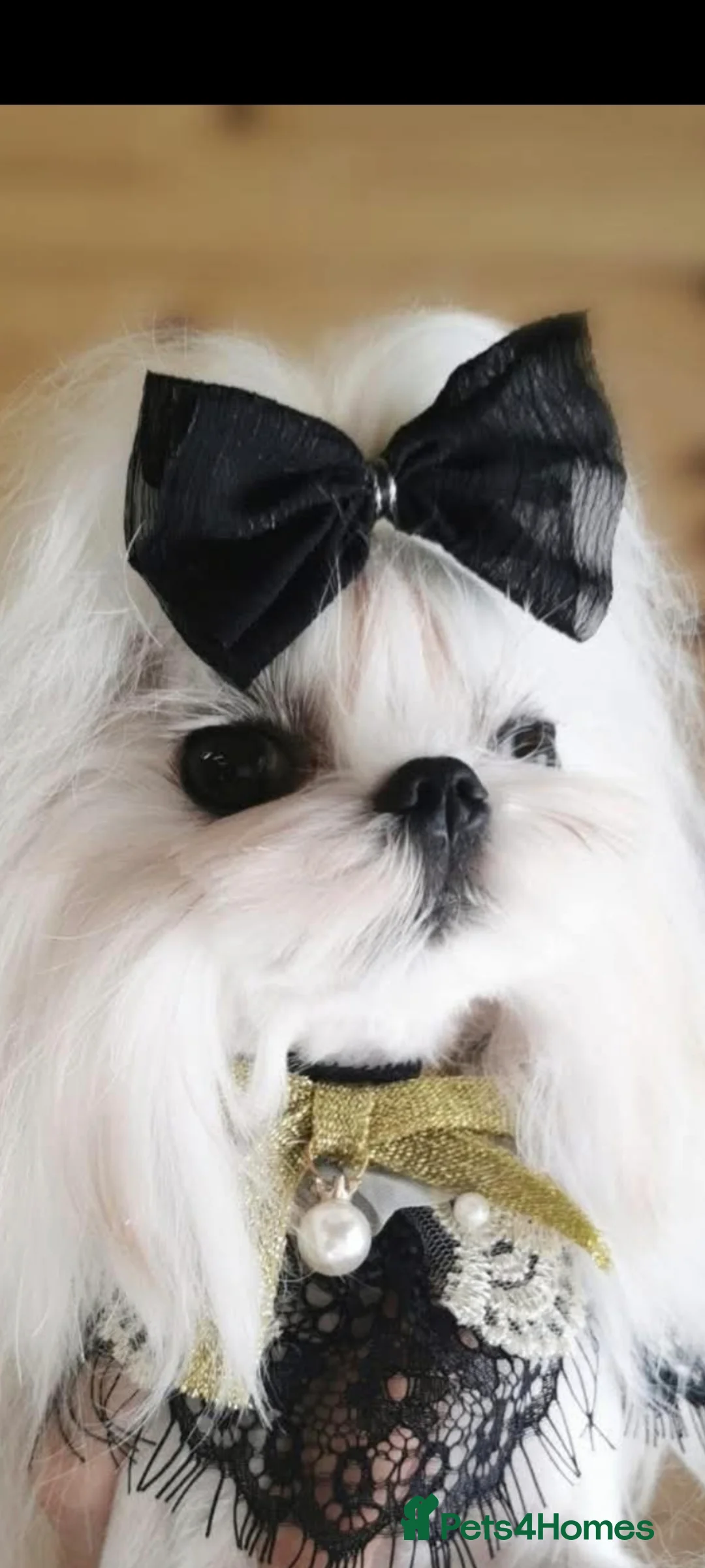 Maltese dogs for stud: Korean maltese stud - Advert 4