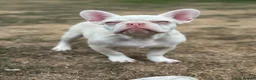 French Bulldog dogs for sale: 3 male french bulldogs  - Advert 6