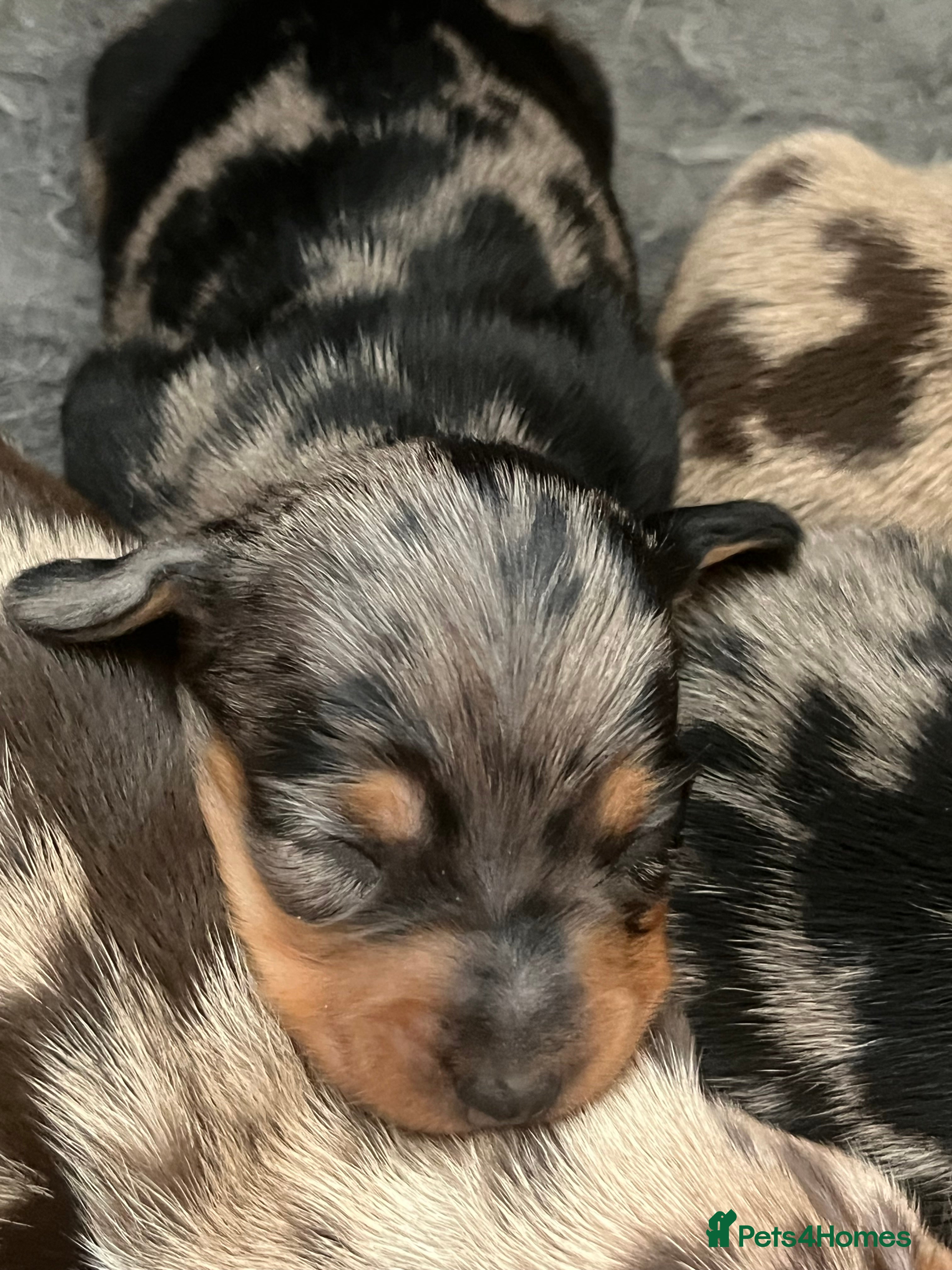Miniature Dachshund dogs Beautiful KC registered puppies.  - Advert 2