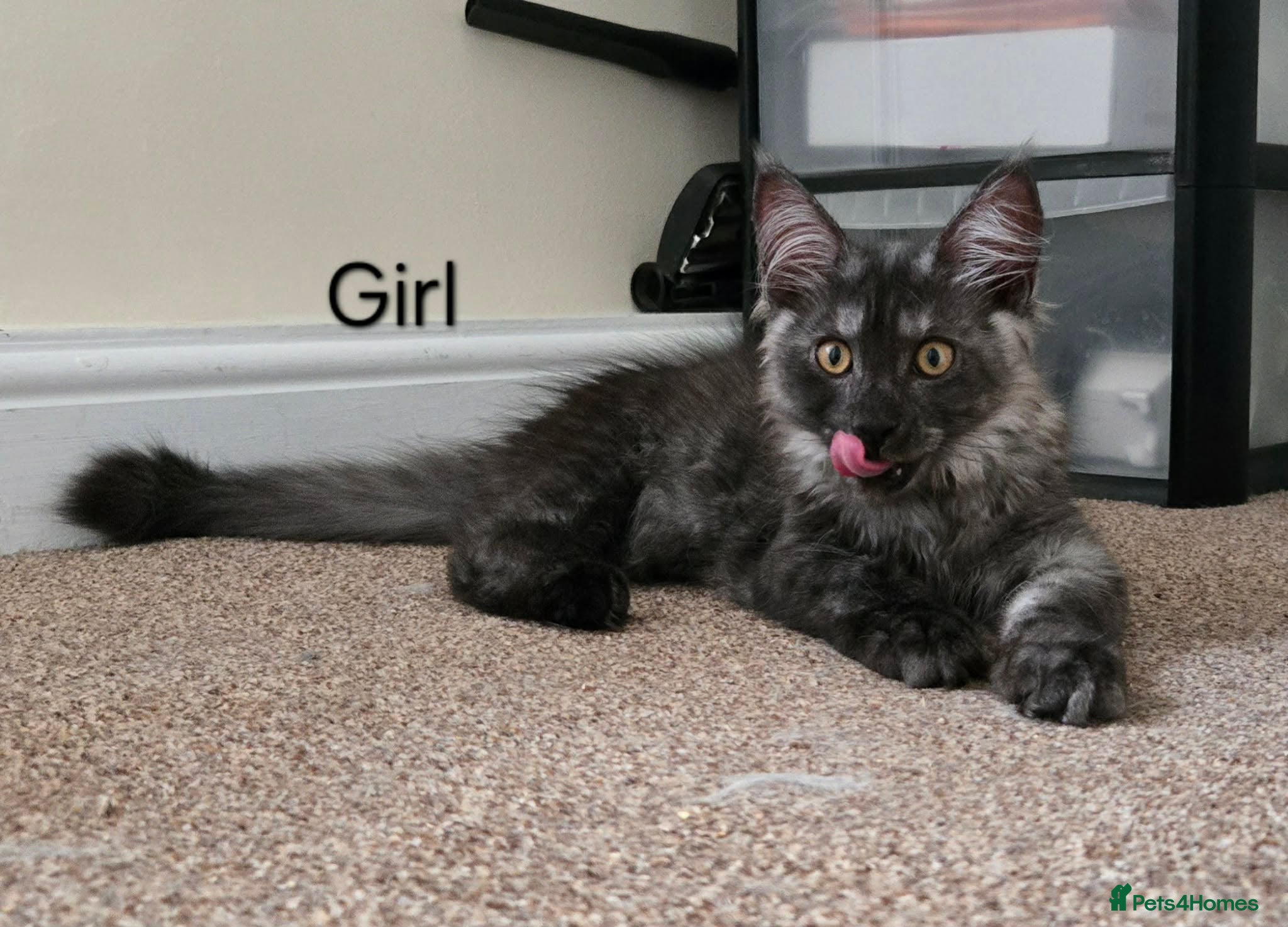 Maine Coon cats Last Maine coon girl. - Advert 2
