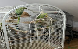 Ringnecks birds for sale: Ringneck Bonded Pair + Cage + Toys  - Image 2