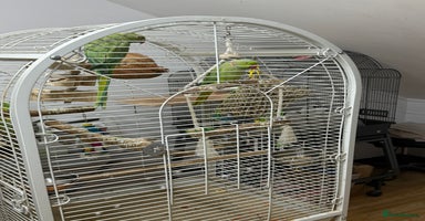 Ringnecks birds - Advert 3