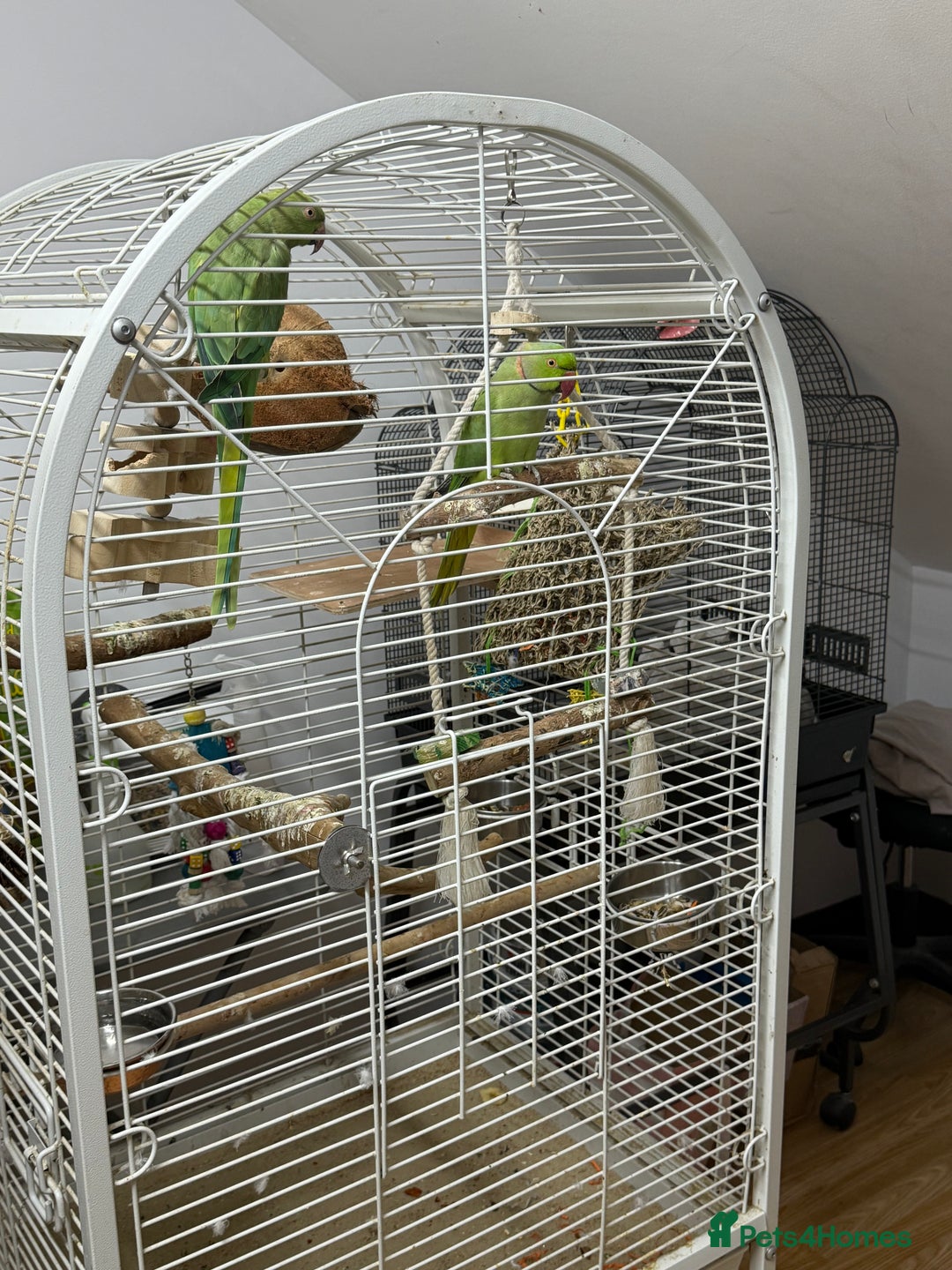 Ringnecks birds for sale: Ringneck Bonded Pair + Cage + Toys  - Image 2