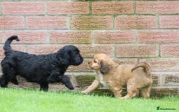 Cavapoo dogs for sale: F1 Cavapoo puppies for sale - Image 27