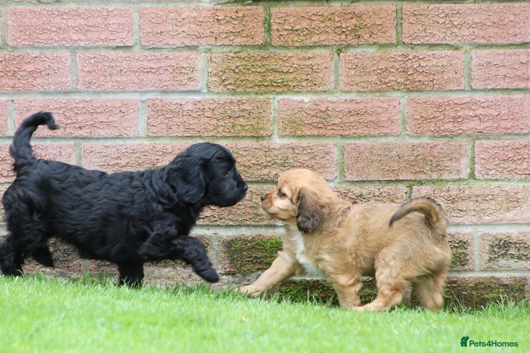 Cavapoo dogs for sale: F1 Cavapoo puppies for sale - Image 27