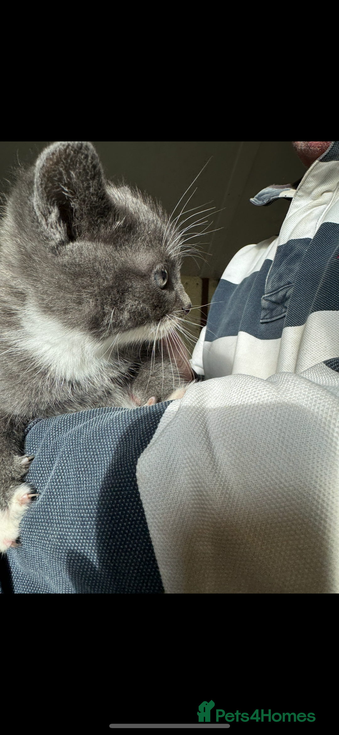 British Shorthair cats for sale: Beautiful kittens for sale - Image 7