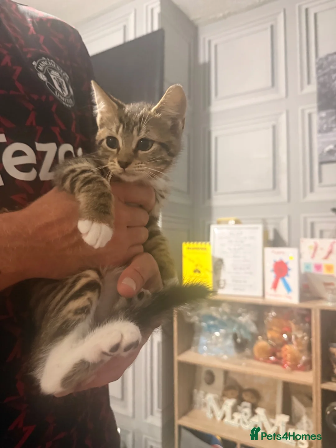 Mixed Breed cats for sale: 1/2 mainecoon  - Advert 2