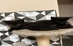 Mixed Breed cats for sale: Lovely Black Kittens Looking for a home - Image 2