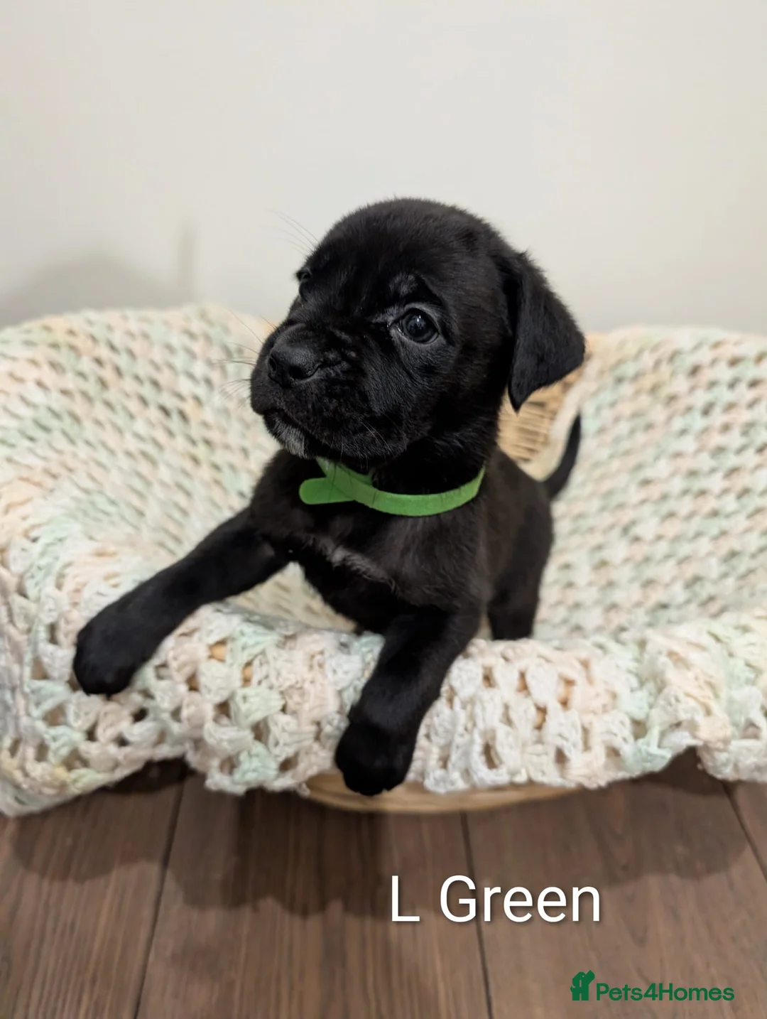 Cane Corso dogs for sale: ⚡Cane Corso puppies ⚡ - Advert 3