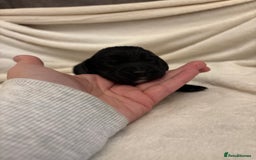 Cocker Spaniel dogs for sale: Cocker Spaniel Pups Seeking Forever Homes!💖 - Image 34