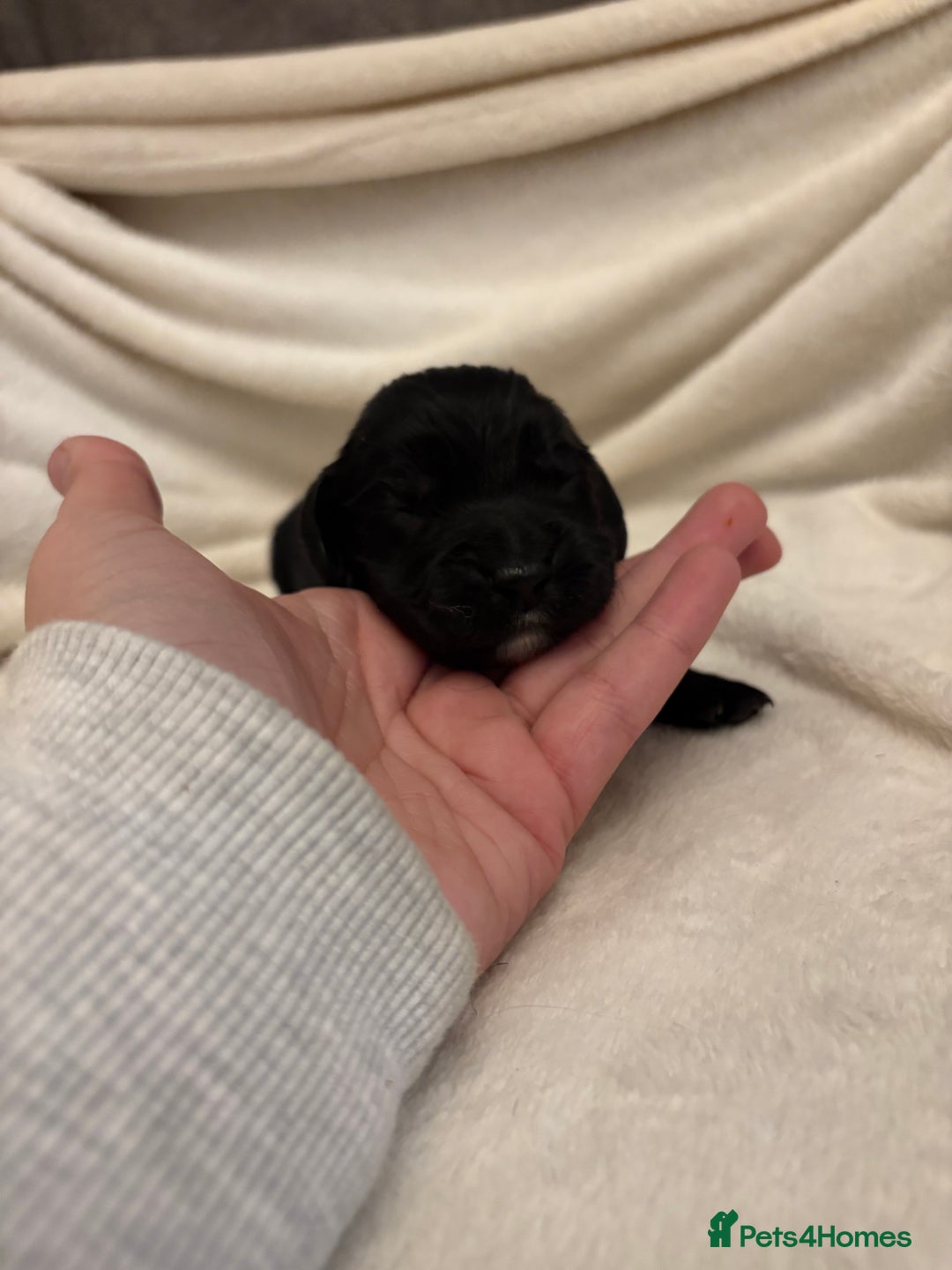 Cocker Spaniel dogs for sale: Cocker Spaniel Pups Seeking Forever Homes!💖 - Image 34