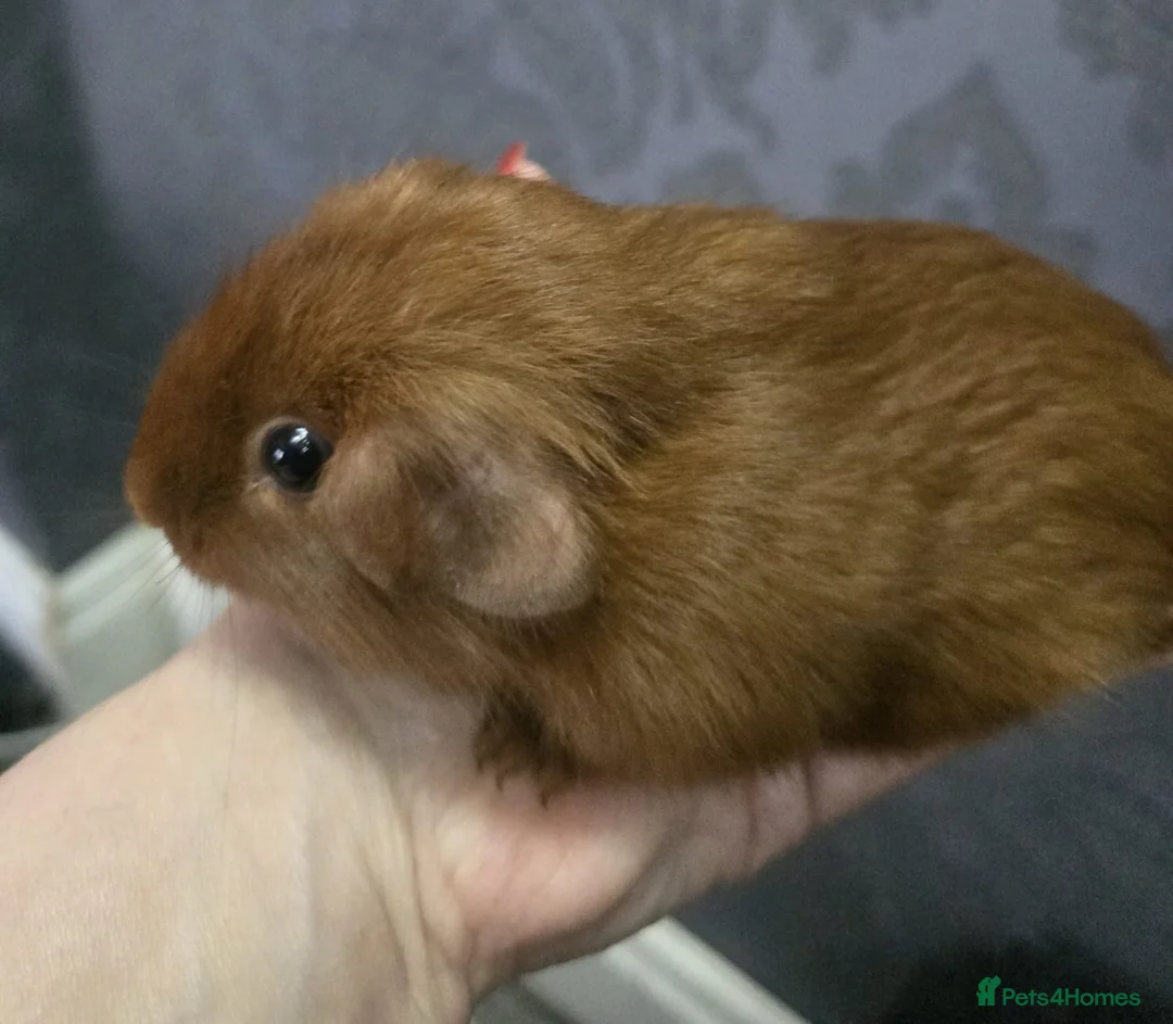Guinea Pig rodents for sale: Assorted Pure breed baby Male guinea pigs - Advert 6