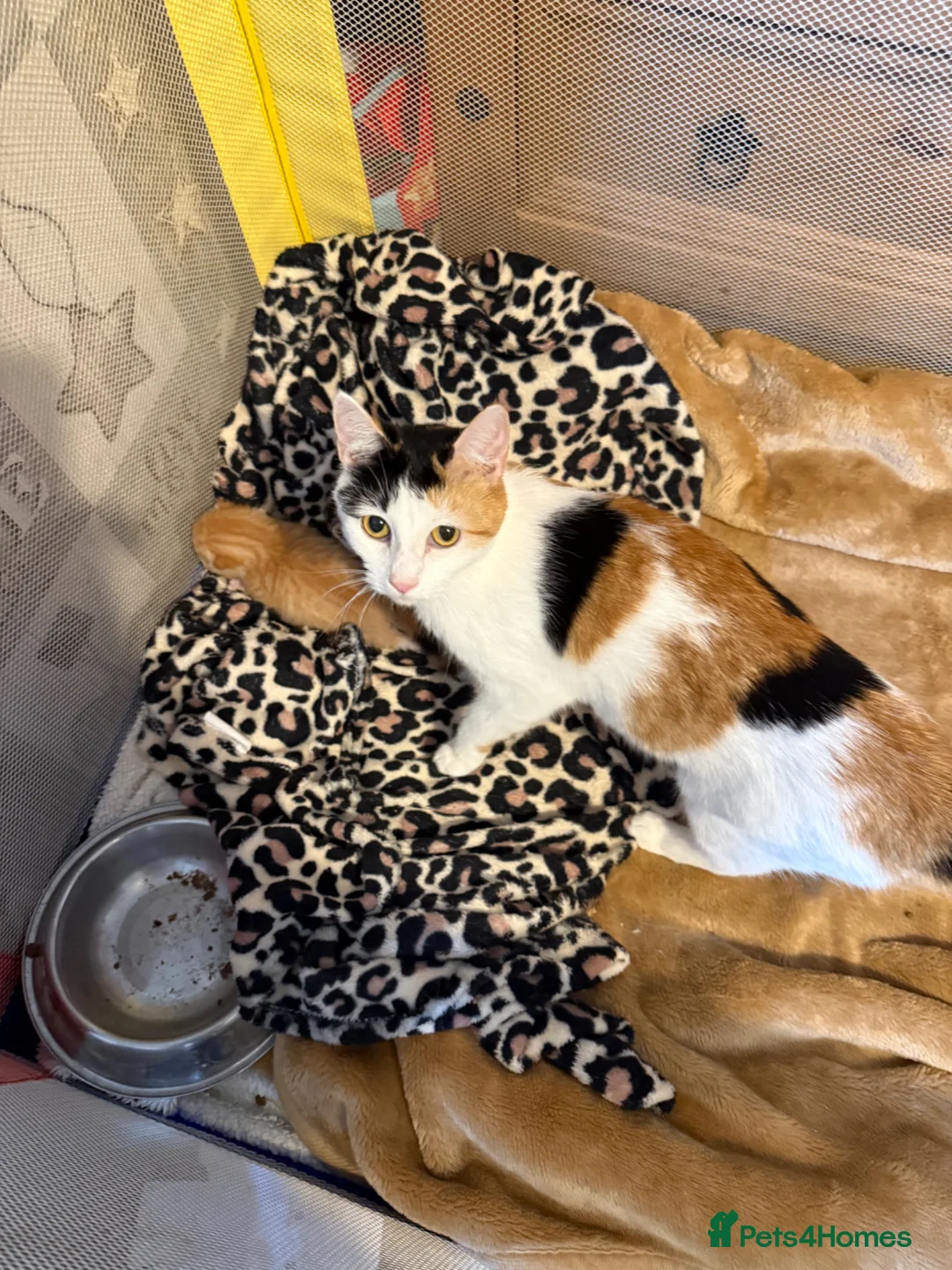 Domestic Shorthair cats for sale: Kittens  in Wells - Advert 1