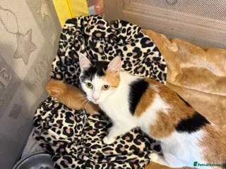 Domestic Shorthair cats Kittens - Advert 4