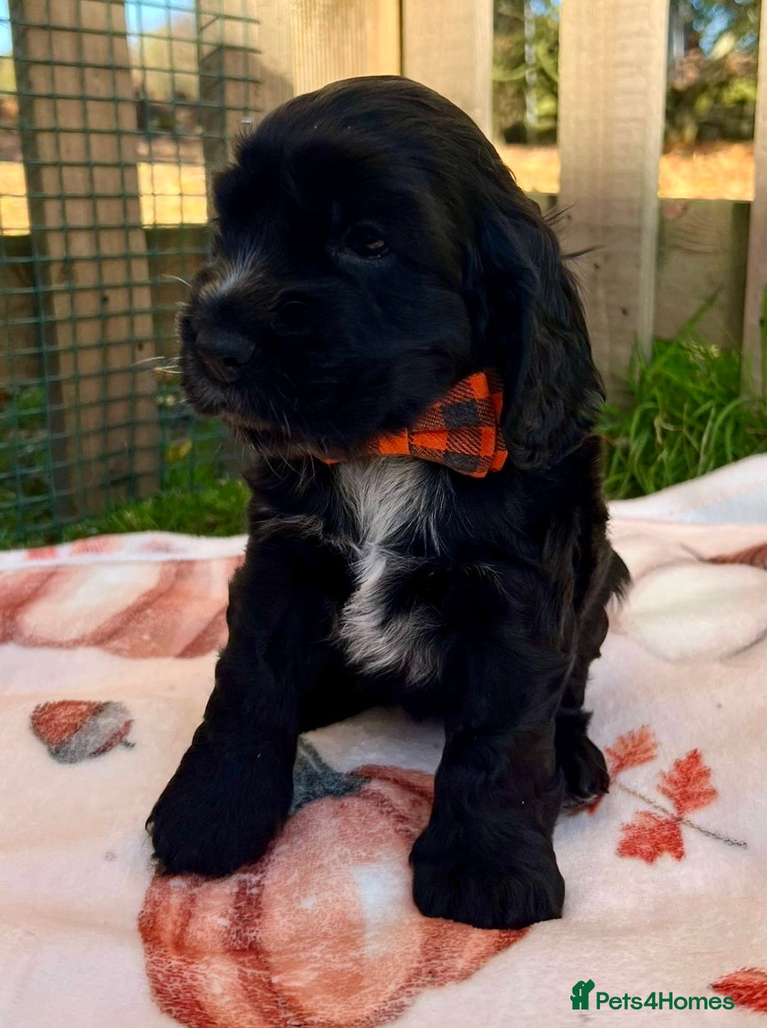 Cocker Spaniel dogs for sale: Show cocker spaniel  - Advert 3