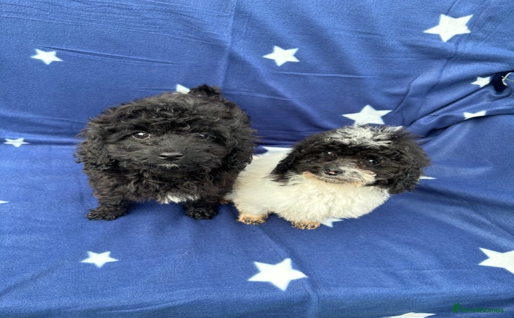 Cavapoo dogs - Advert 3