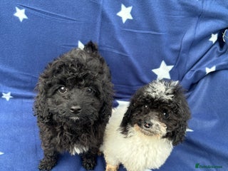 Cavapoo dogs for sale - Advert 1
