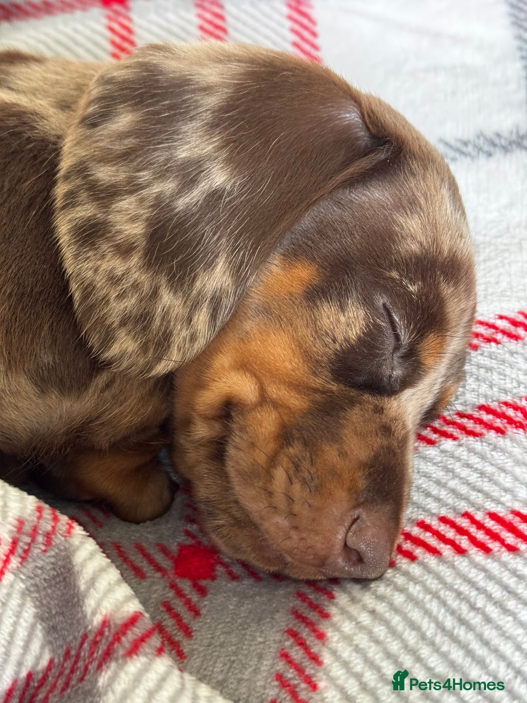 Dachshund dogs for sale: Male Dachshund puppy ready now - Image 3
