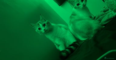 British Shorthair cats - Advert 3