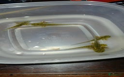 Other/Mixed Breed fish for sale: Axolotl - Image 1