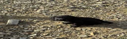 Cocker Spaniel dogs for sale: Beautiful cockerspaniel puppies  - Advert 9