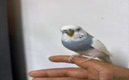 Budgerigars birds for sale: Budgies and cockatiel for sale - Advert 4