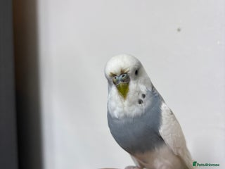 Budgerigars birds Budgies for sale - Advert 19