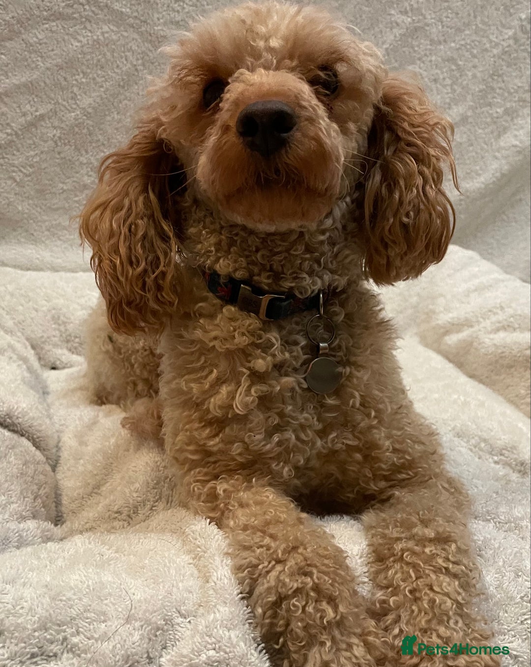 Toy Poodle dogs for sale: Beautiful KC Reg Toy Poodle (Health Tested) - Advert 1