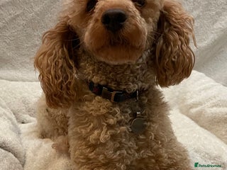 Toy Poodle dogs Beautiful KC Reg Toy Poodle (Health Tested) - Advert 5
