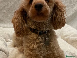 Toy Poodle dogs Beautiful KC Reg Toy Poodle (Health Tested) - Advert 5