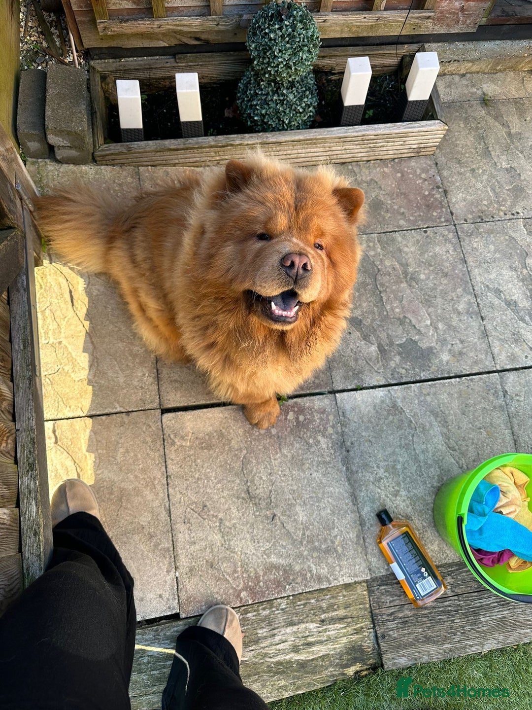 Chow Chow dogs for sale: ONE GIRL LEFT! Adorable Chow Chow Cubs 🐻  - Image 12