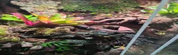 Mixed Breed reptiles for sale: established bioactive vivarium for sale. - Advert 4