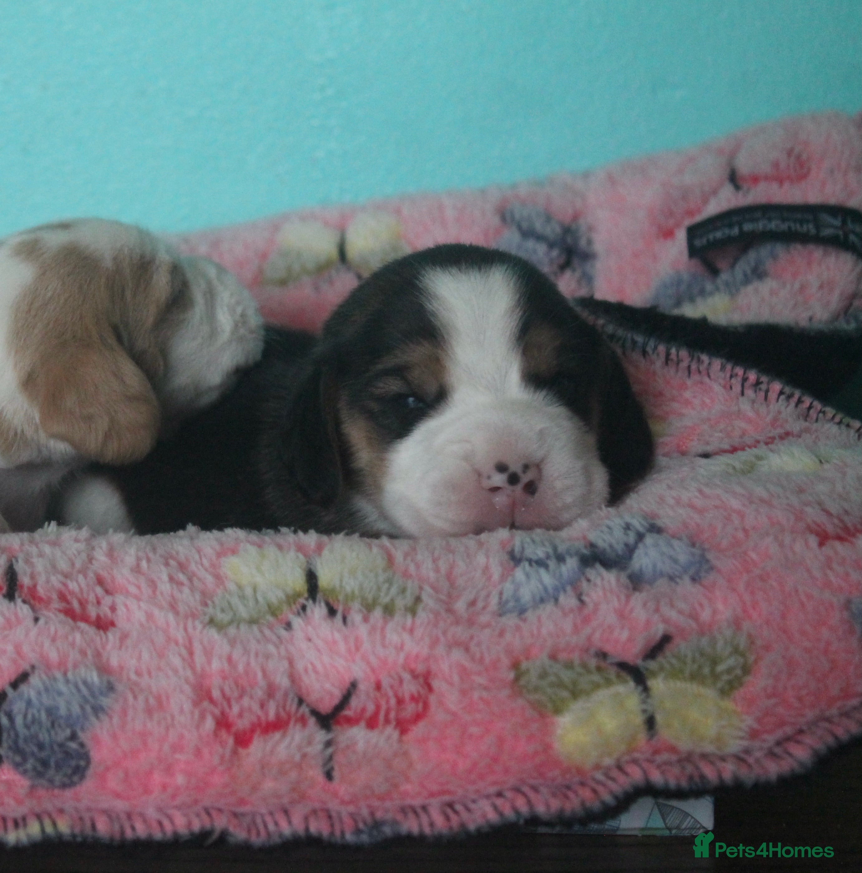 Beagle dogs KENNEL CLUB REGISTERED TRI COLOUR & TAN/WHITE PUPS - Advert 2