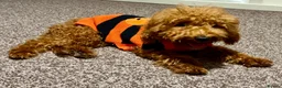 Miniature Poodle dogs for sale: Poodle in Nottingham - Advert 4