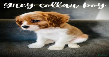 Cavalier King Charles Spaniel dogs - Advert 9