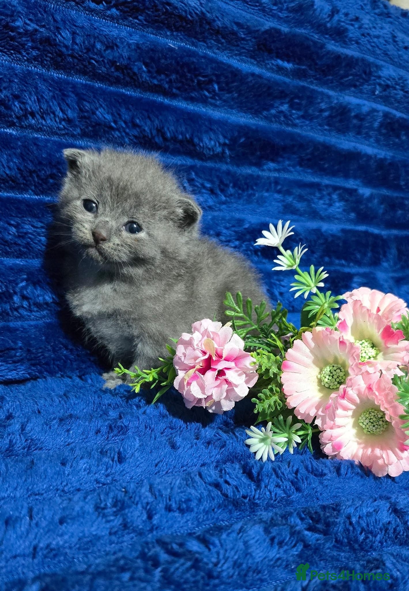 British Shorthair cats for sale: British Shorthair female  - Advert 1