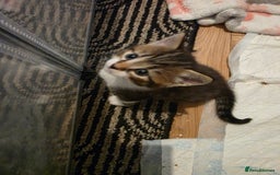Mixed Breed cats for sale: Beautiful Fluffy Kittens 2 Boys 1 Girl - Image 3