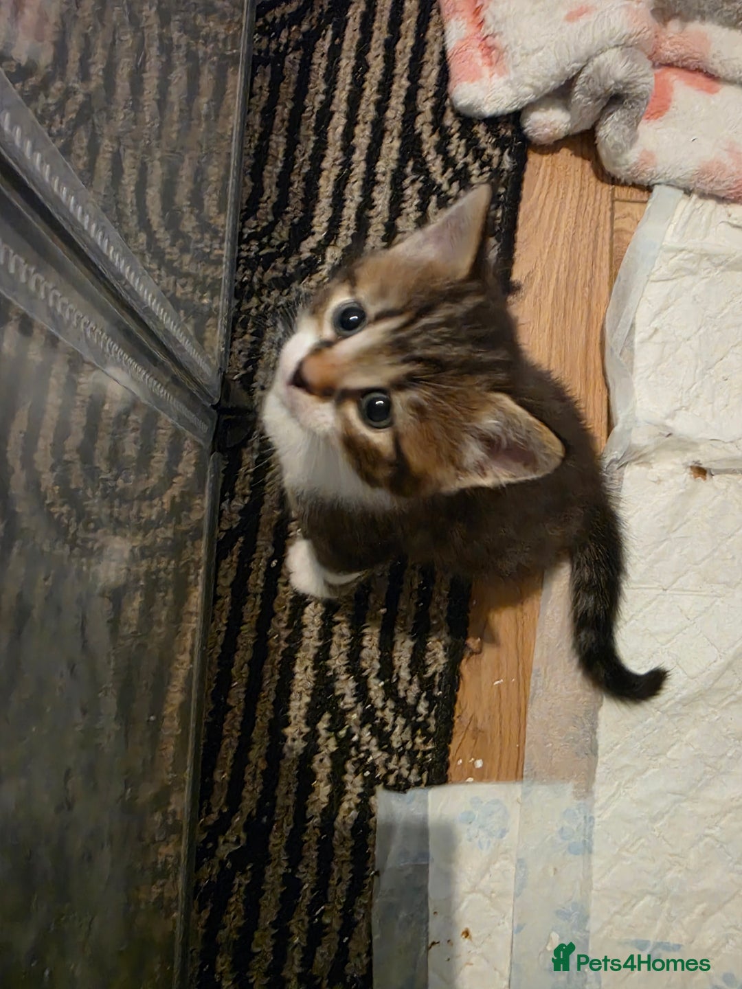 Mixed Breed cats for sale: Beautiful Fluffy Kittens 2 Boys 1 Girl - Image 3