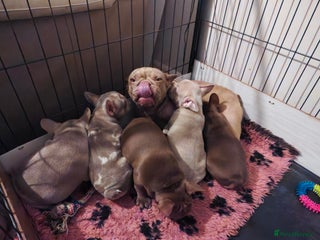 French Bulldog dogs Adorable Puppies looking for their forever home - Advert 1