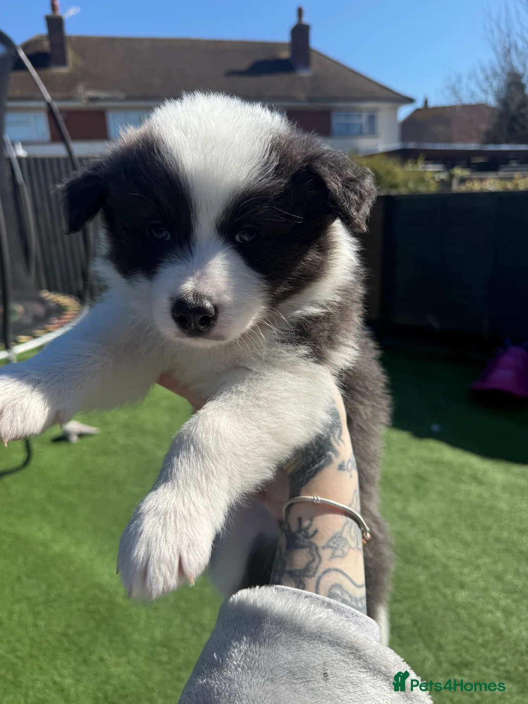 Border Collie dogs for sale: Border Collie Puppies For Sale - Advert 1